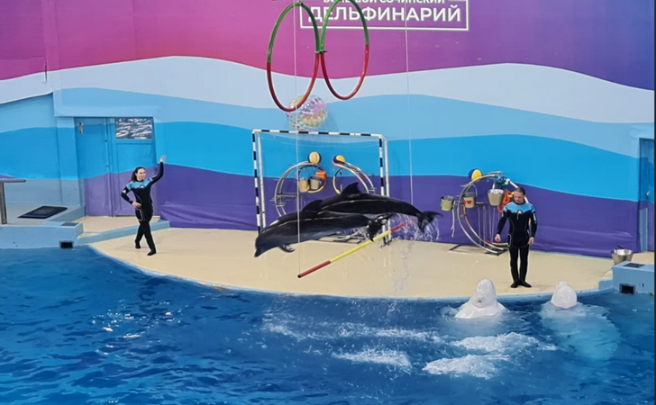 Большой Сочинский дельфинарий