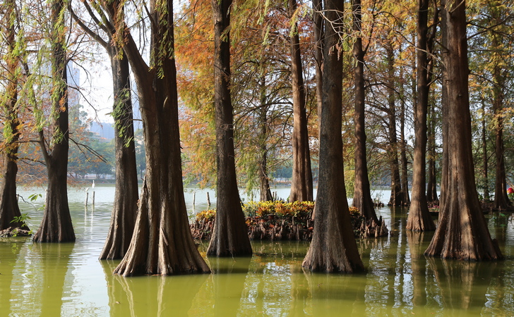 Озеро с кипарисами в Сукко