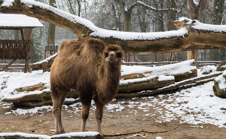 Верблюд в зоопарке зимой