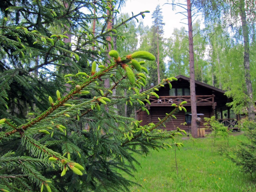 "Романов лес" эко-отель в Костроме - фото 2