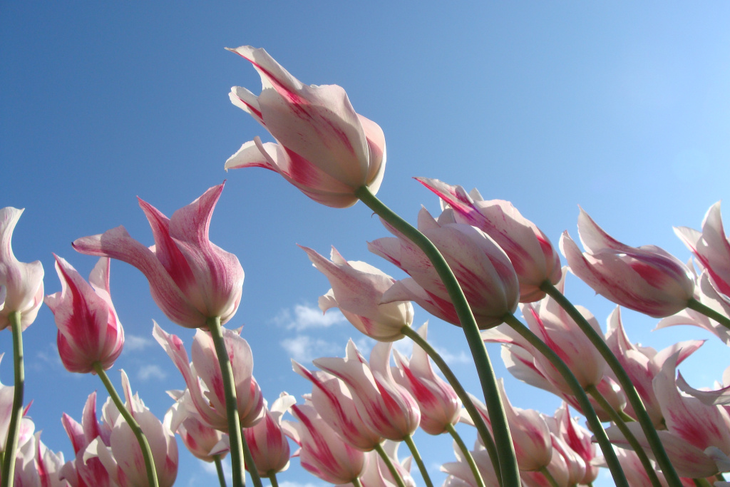 Цветочный рай - степные тюльпаны в Калмыкии