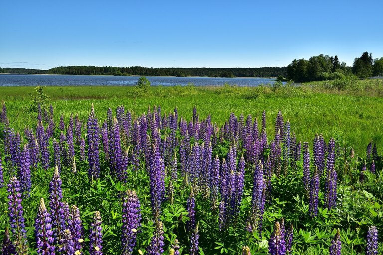 1079px-Ladoga_skerries_national_Park._Sortavalsky_district._Coast.jpg 1079px-Ladoga_skerries_national_Park._Sortavalsky_district._Coast.jpg