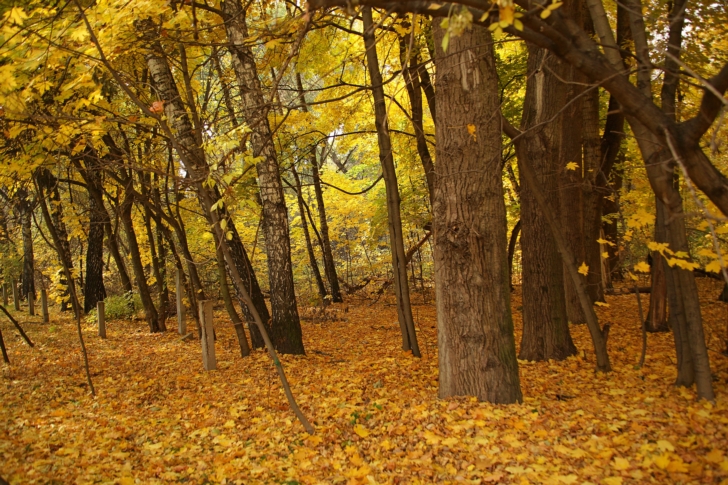 Осень в России