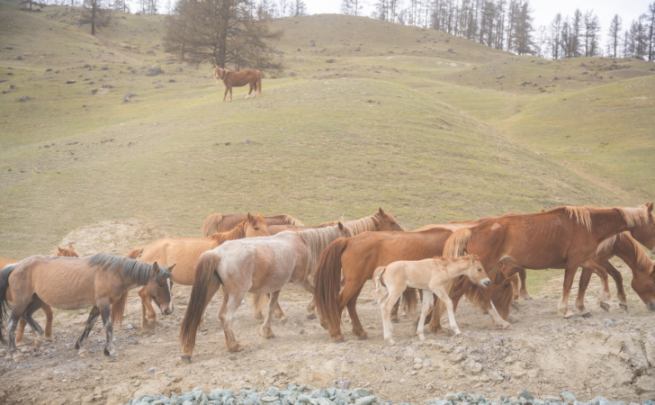 Дикие мустанги в России