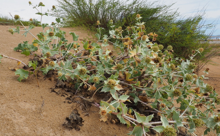 Растения Анапы