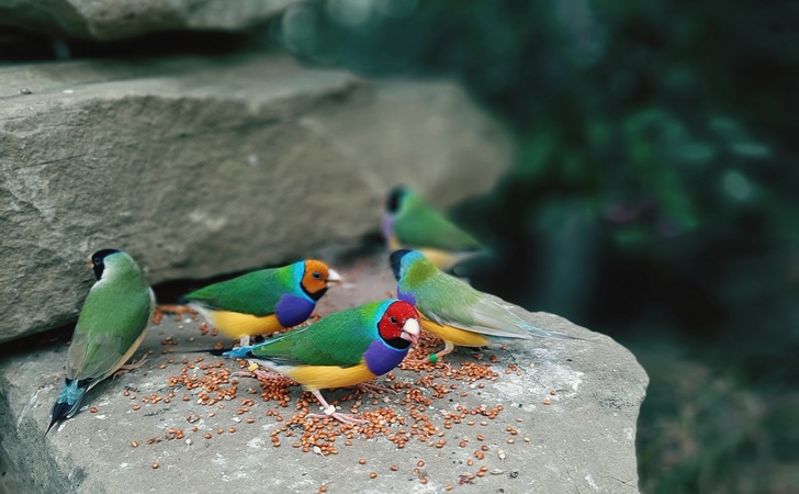 Птицы в парке Сочи