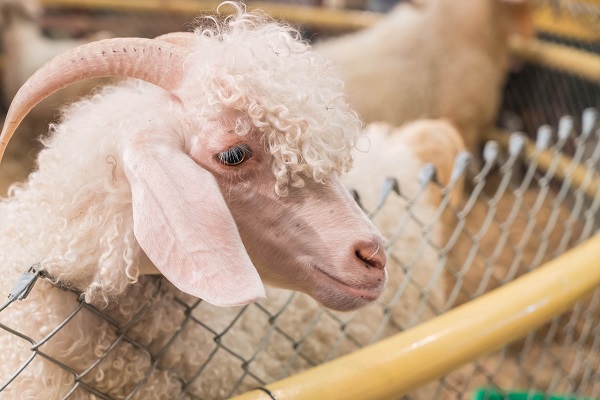 Ферма «Экзархо»