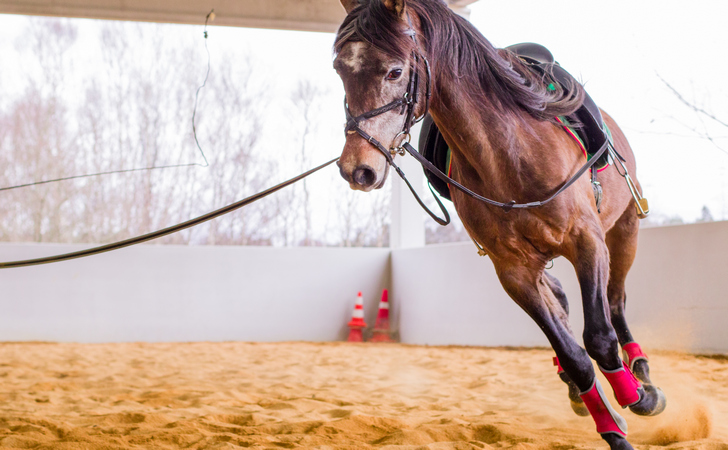 Конный клуб 