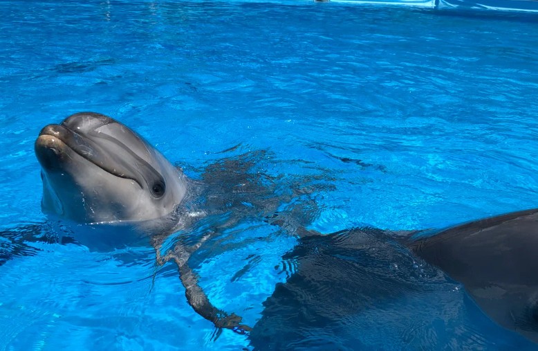 Ейский дельфинарий