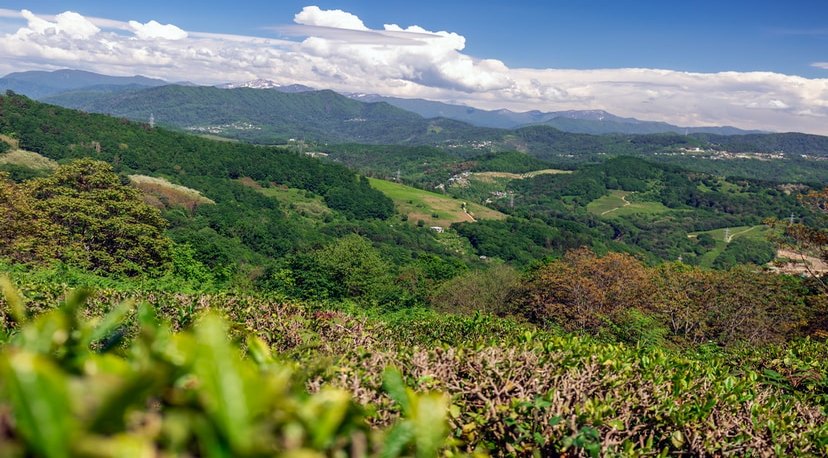 чайные плантации Дагомыса