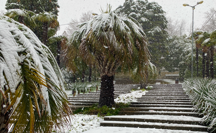 Парк в Сочи зимой