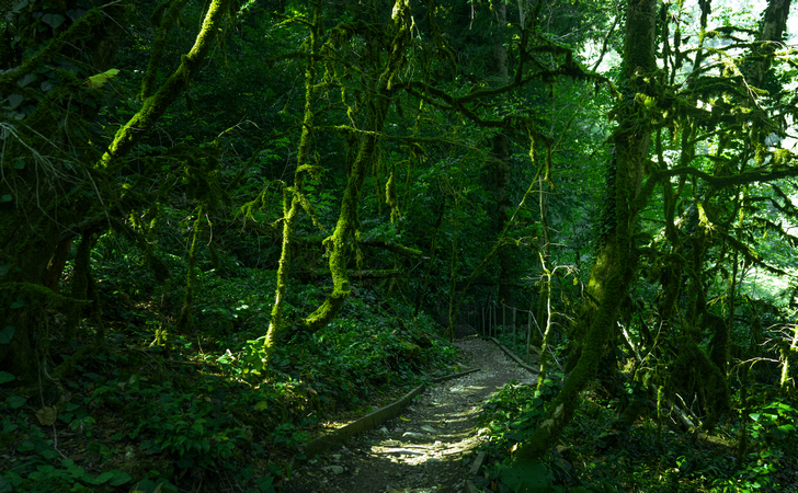 Прогулка в национальном парке Сочи