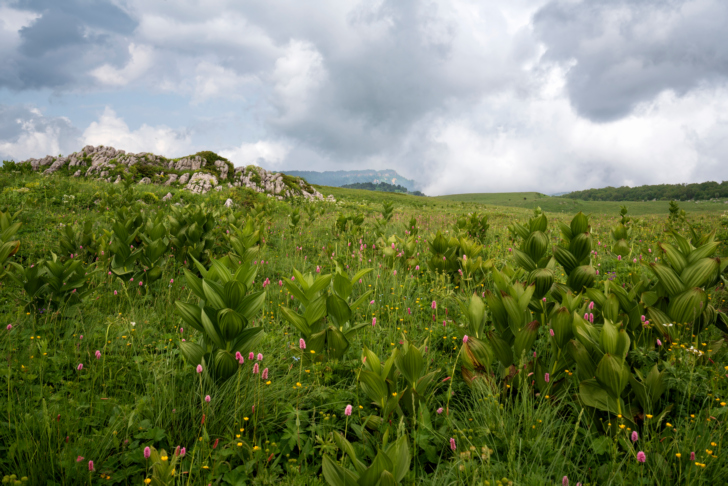 Поле в Кавказском заповеднике