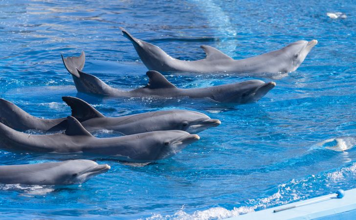 Дельфинарий