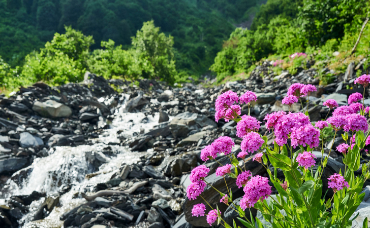 Горная река и розовые цветы в Кавказском биосферном заповеднике, Сочи, Россия.