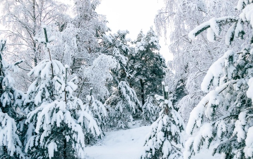 Что посмотреть на Куршской косе зимой
