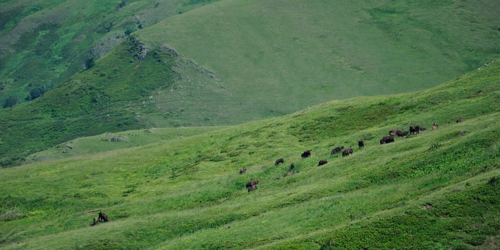 Кавказский биосферный заповедник