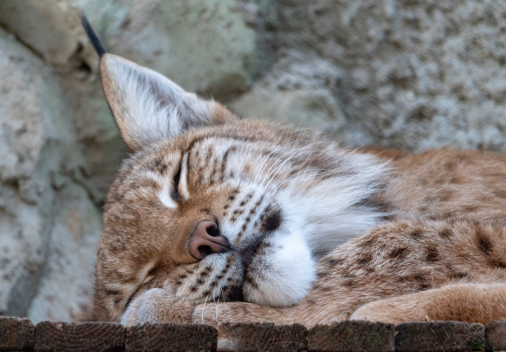 Рысь в зоопарке в Москве