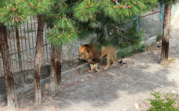 Сафари-парк Геленджика