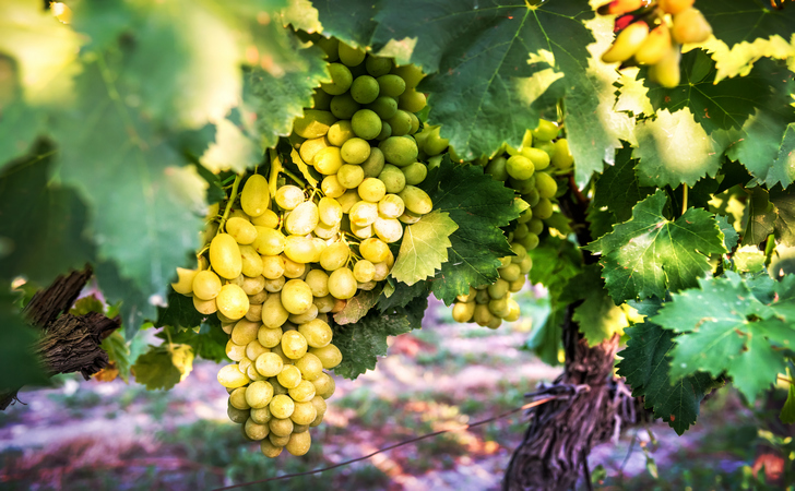 Винодельни Сочи