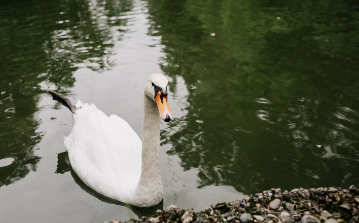 Лебедь в парке 