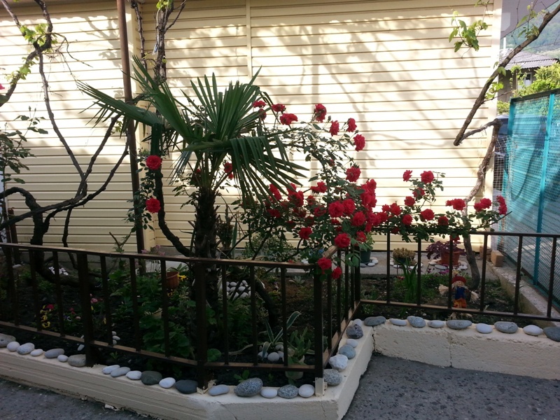 "Орхидея" гостевой дом в Гаграх, ул. Кольцевая, 7 - фото 7