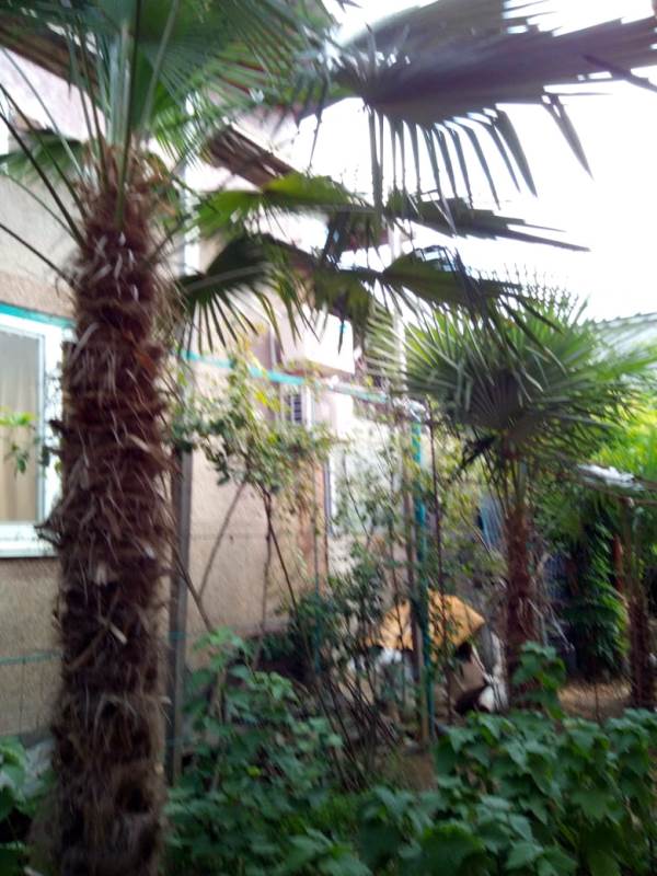 "На Саранчева" гостевой дом в Алуште - фото 2