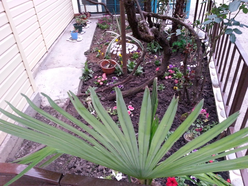 "Орхидея" гостевой дом в Гаграх, ул. Кольцевая, 7 - фото 5