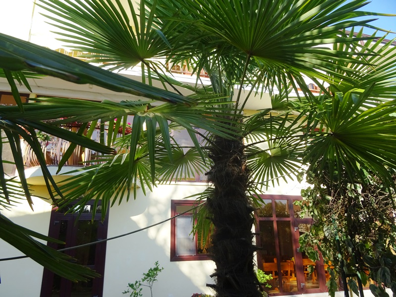 "Пальма" гостевой дом в Якорной щели - фото 4