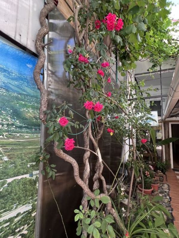 "Анна-Мария на Свердлова" гостевой дом в Адлере - фото 16