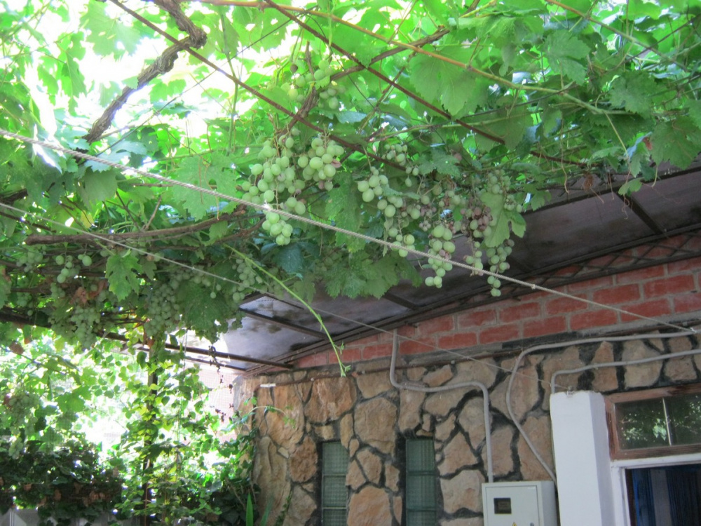 "Зелёный Дворик" гостевой дом в Анапе - фото 12