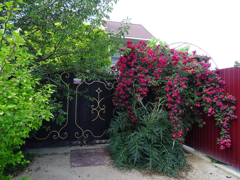 "Чайная роза" гостевой дом в Севастополе - фото 3