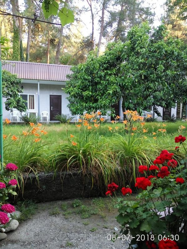 "Сосновый рай" гостевой дом в Пицунде - фото 3