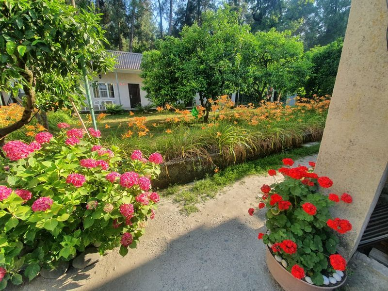 "Сосновый рай" гостевой дом в Пицунде - фото 4
