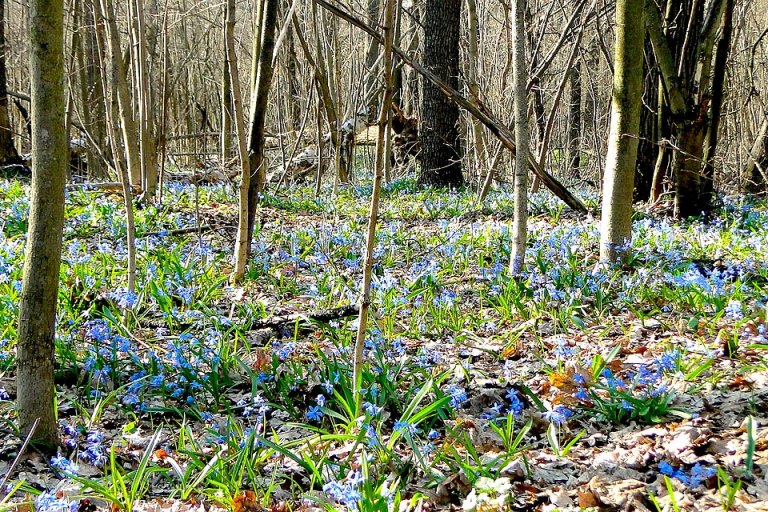 1280px-20160410_Voronezh_Oblast_Russia.jpg