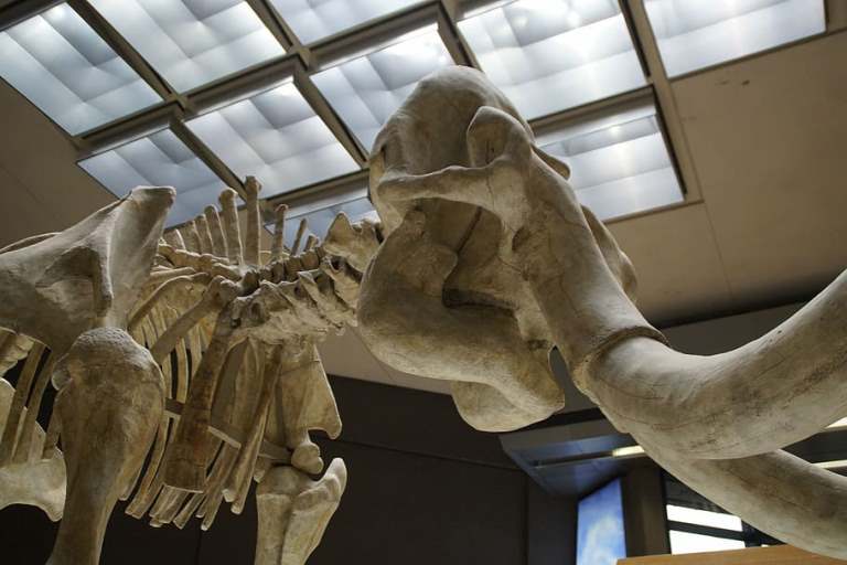 mammoth-skeleton-museum-exhibit.jpg