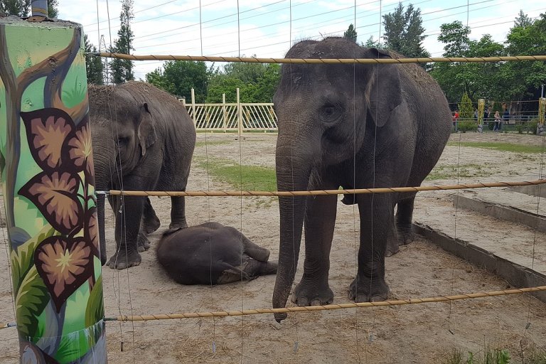 1280px-Asian_elephants,_Rostov_zoo.jpg