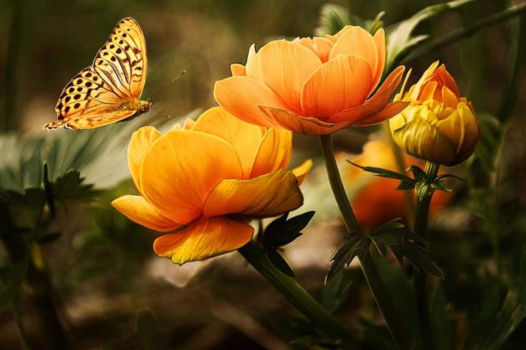 flowers-background-butterflies-beautiful.jpg
