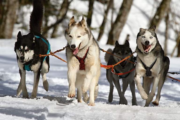 animals-dogs-nature-siberian-husky.jpg