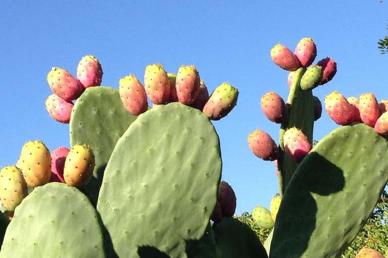 prickly-pear-fruits-opuntia-ficus-indica-opuntia.jpg