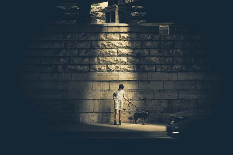 streetlight-dog-spotlight-night.jpg