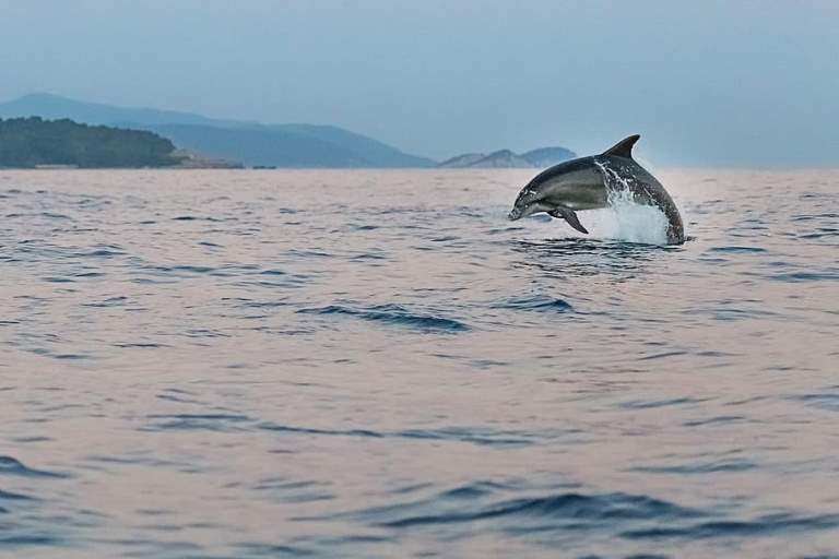 dolphin-adriatic-sea-animals.jpg