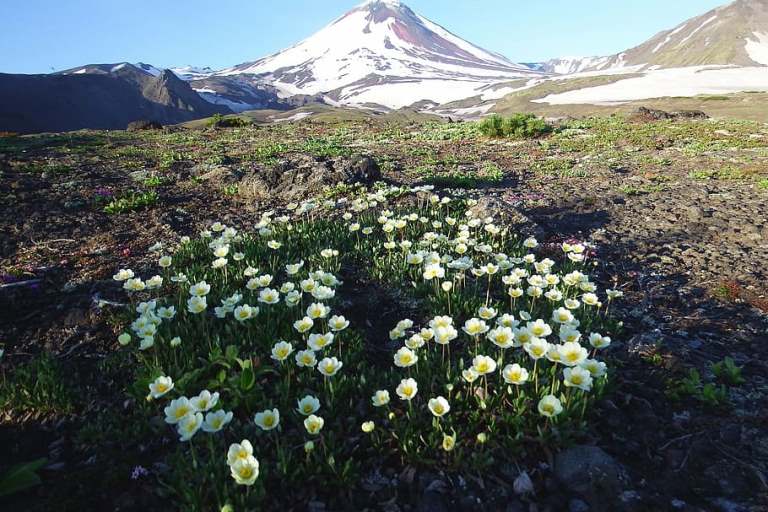 the-volcano-avachinsky-summer-flowers-mountain-plateau.jpg