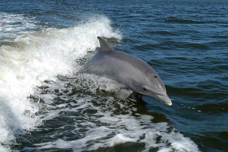 dolphin-bottlenose-dolphins-animals.jpg