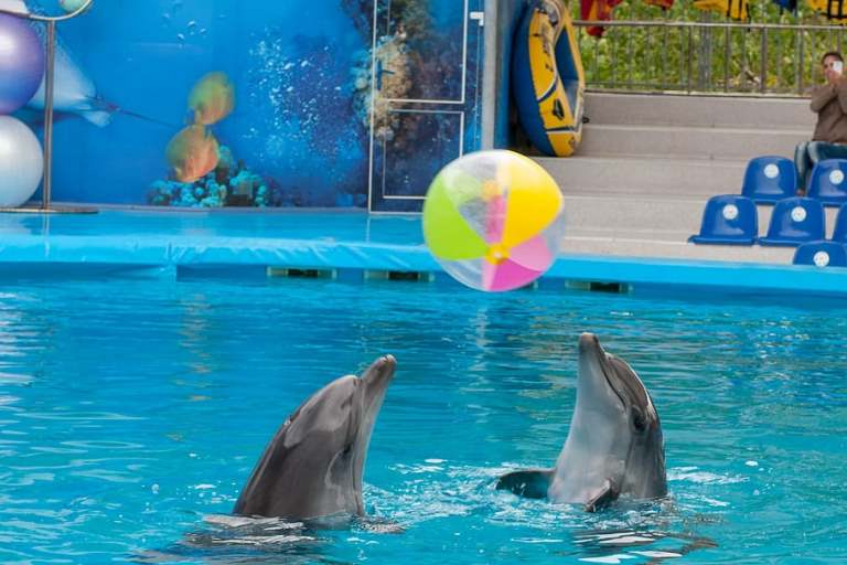 dolphin-dolphinarium-sea.jpg