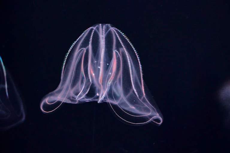 barcelona-spain-sea-jellyfish.jpg