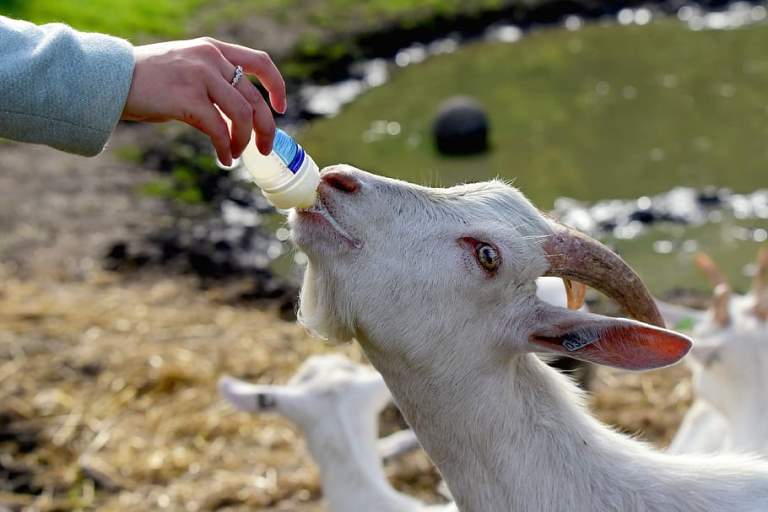 white-goat-animal-kid-young.jpg