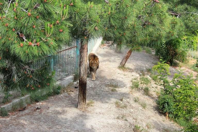 1080px-Gelendzhik_Safari_Park_Lion_IMG_8375_1725.jpg