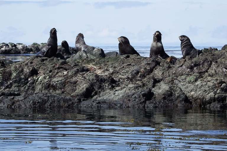 navy-seals-rookery-sea-harem.jpg