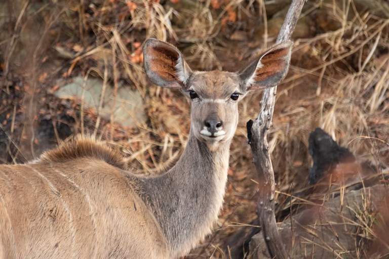 animal-animal-portrait-antlers-barbaric.jpg